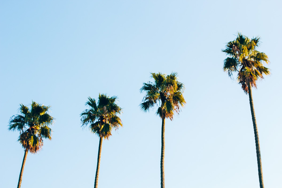 palm trees